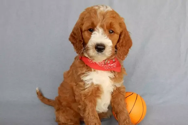 Alabama Goldendoodle Puppies For Sale