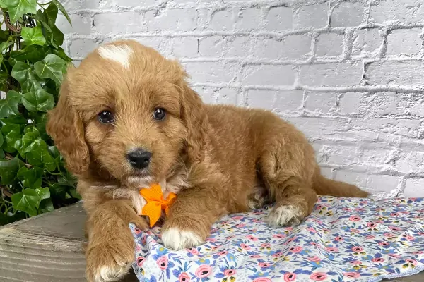 Beautiful male Goldendoodle from Alabama