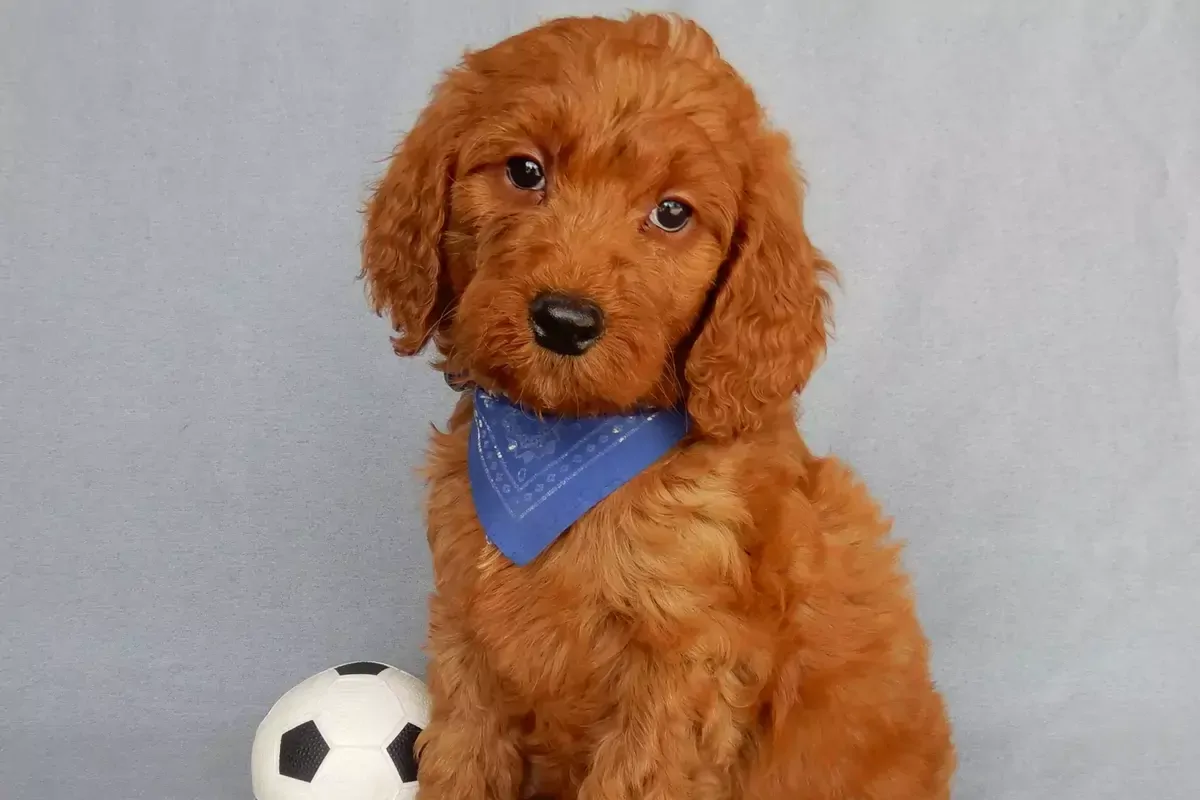 Top Alabama Goldendoodle Breeders