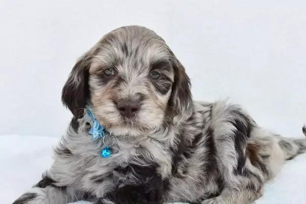 Adorable Goldendoodle Puppy In Wyoming