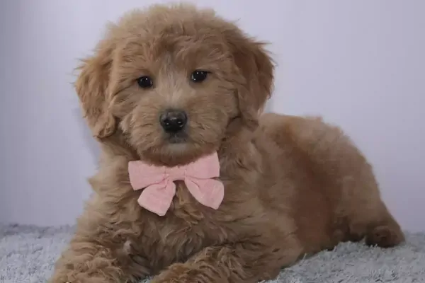 Goldendoodle Puppy litter in Wyoming