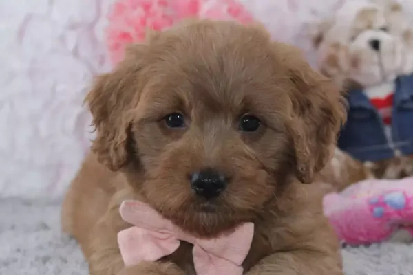 Beautiful female mini Goldendoodle from Michigan