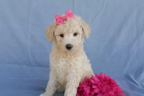 Best Michigan Mini Goldendoodle Breeders