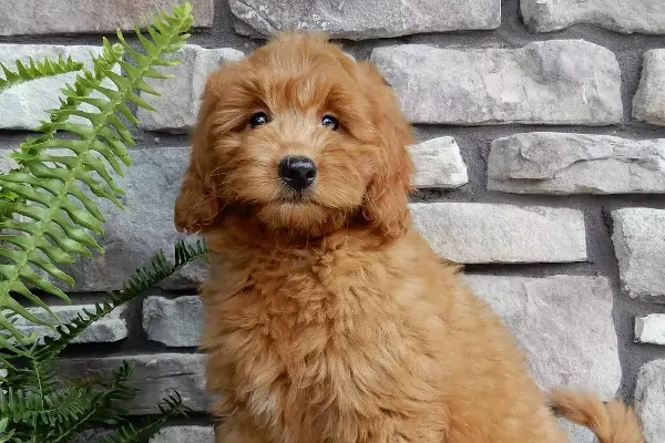 Michigan Mini Goldendoodle Puppies For Sale