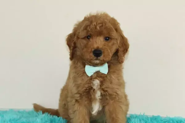 Mini Goldendoodle Puppy litter in Michigan