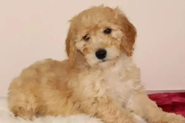 Adorable Mini Goldendoodle Puppy in Nebraska