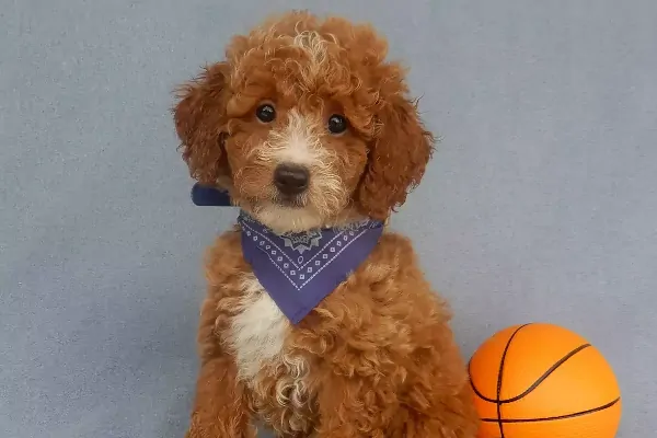 Mini Goldendoodle Puppies for Sale in New York